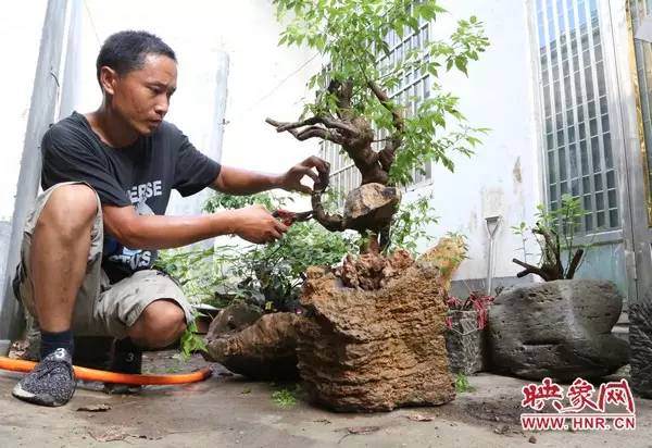 河南省青年温群生在修剪展示自己创作的盆景作品