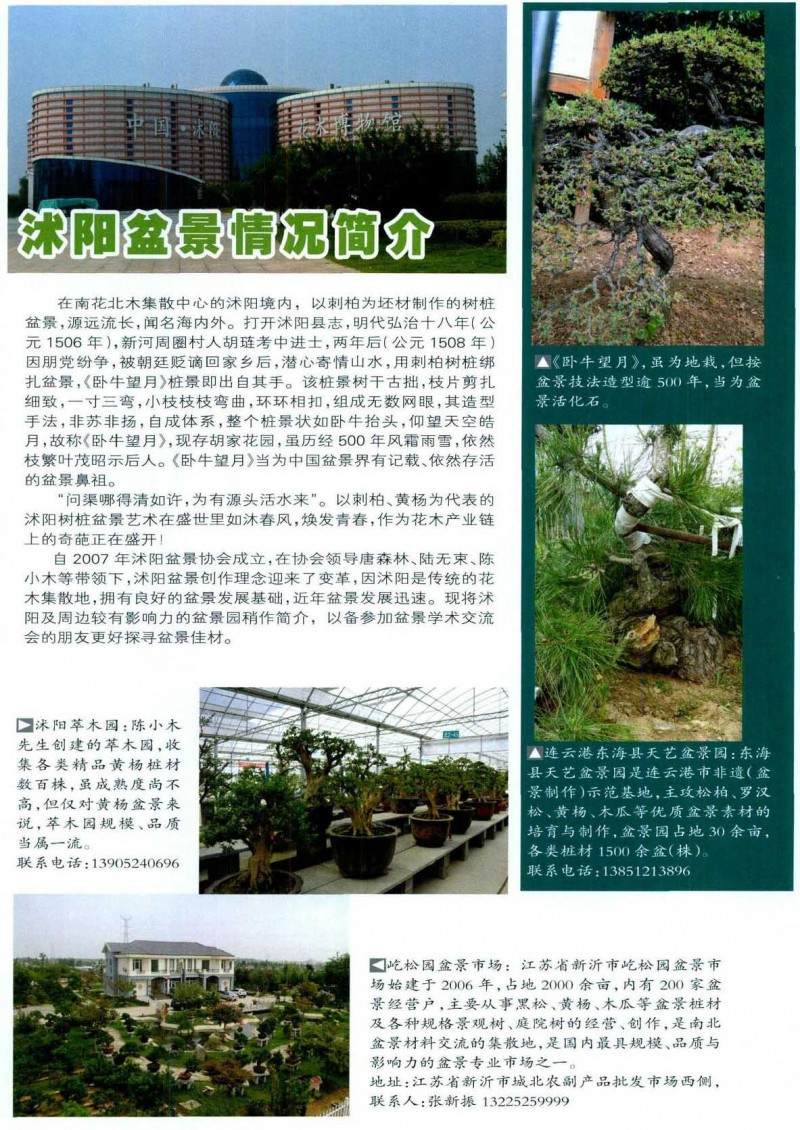 沐阳盆景协会成立于2007年【图】