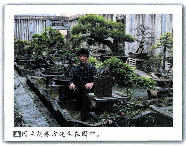 榆树作品《思清》荣获2012年第八届中国盆景展览会获银奖