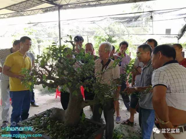 中国杰出盆景艺术家李伟钊大师廉江行