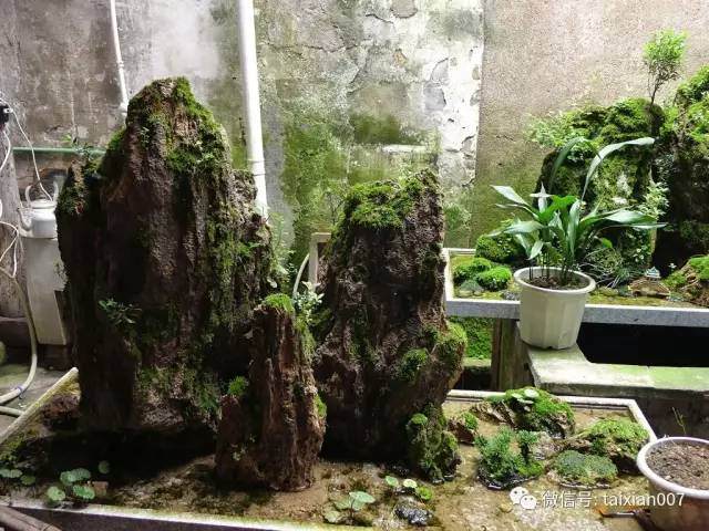 如何给山水盆景种上苔藓？