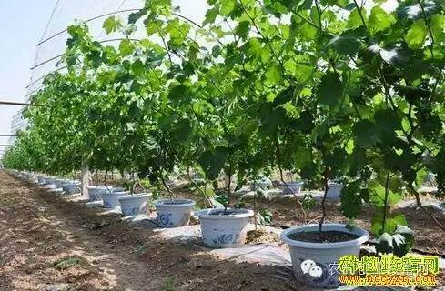 种植盆景葡萄每亩收益2万多元