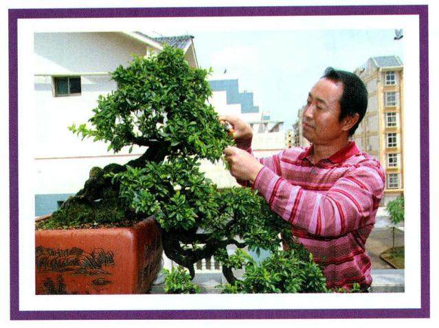 郭纹辛1992年开始从事盆景创作 现为云南盆景赏石协会理事