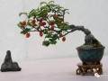 谈谈自己对盆景欣赏的态度是什么呢？