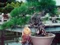 图解 赤松盆景老桩怎么制作的方法