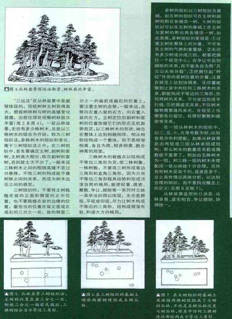 刘传刚图解丛林式盆景的造型过程