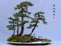 文人树则是树木盆景中一个具有文人情趣的造型风格