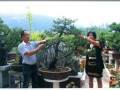 刘胜友先生创建的松友园当是镇安盆景快速发展的写照