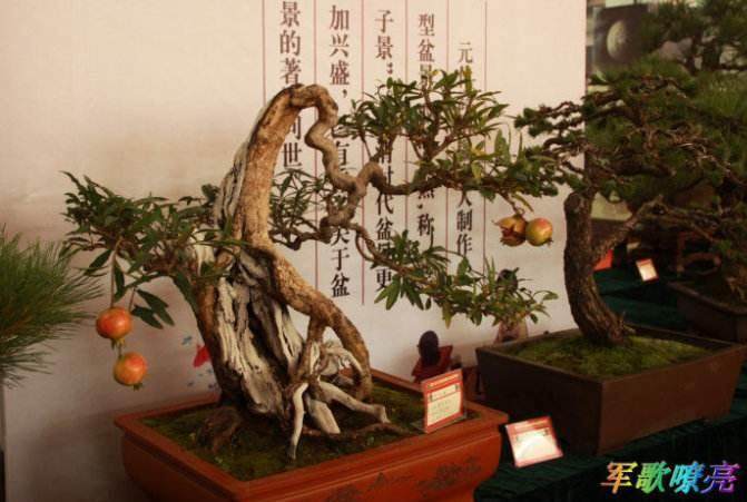 第四届中国沭阳花木节花木盆景展会活动