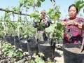 铁岭村民创新栽培盆景葡萄 价格翻了一倍