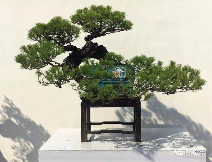 2017广东盆景协会成立30周年会员作品展