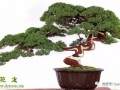 真柏盆景修剪方法及注意事项