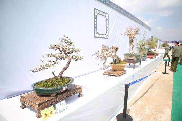 广东盆景协会成立30周年会员作品展圆满开幕