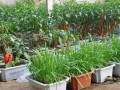 7种蔬菜盆栽发芽的养护方法 图片