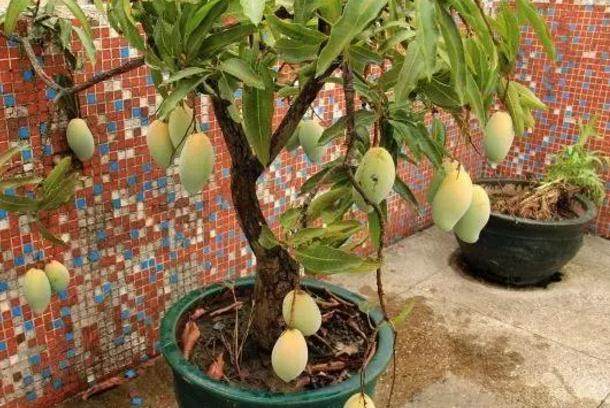 芒果盆栽种植可观赏又可饱口福