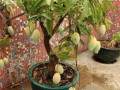 芒果盆栽种植怎么发芽 有5个方法 图片