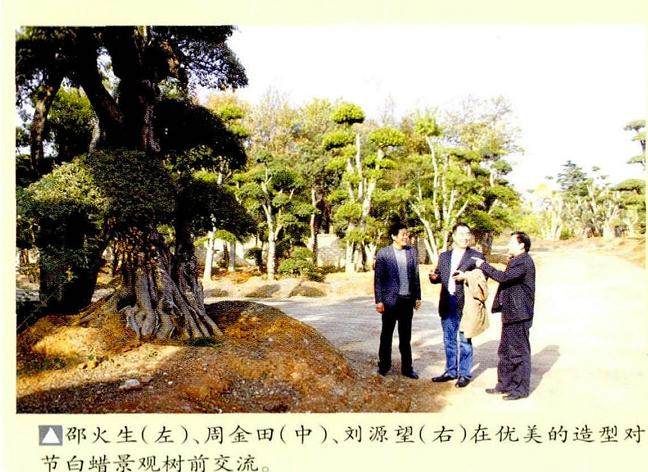 花木盆景杂志社社长刘源望考察了武汉光谷园艺工程公司