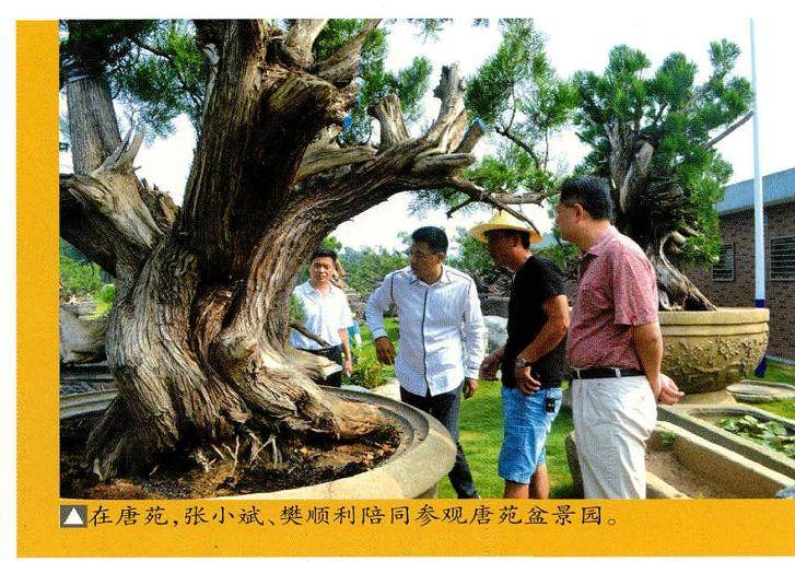 张小斌先生连续三年斥资逾千万举办中国唐风盆景展