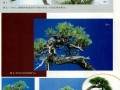 图解 日本黑松盆景怎么制作的13过程