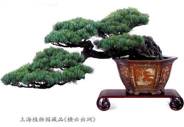 上海植物园举办了一场隆重的盆景签约仪式