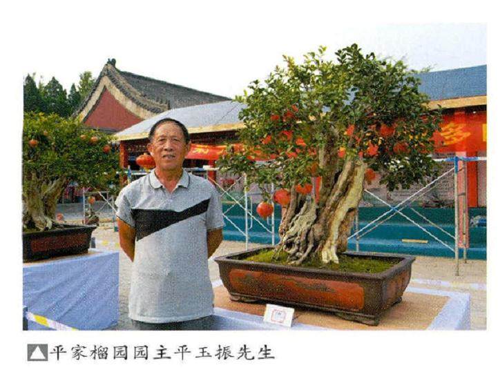 商丘平玉振先生创建的私家石榴盆景园