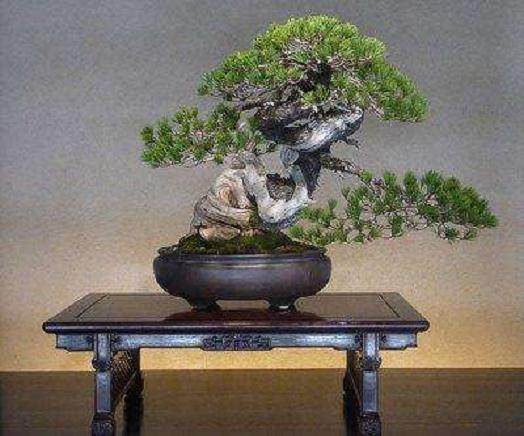 日本盆栽崇尚技艺的历史见证