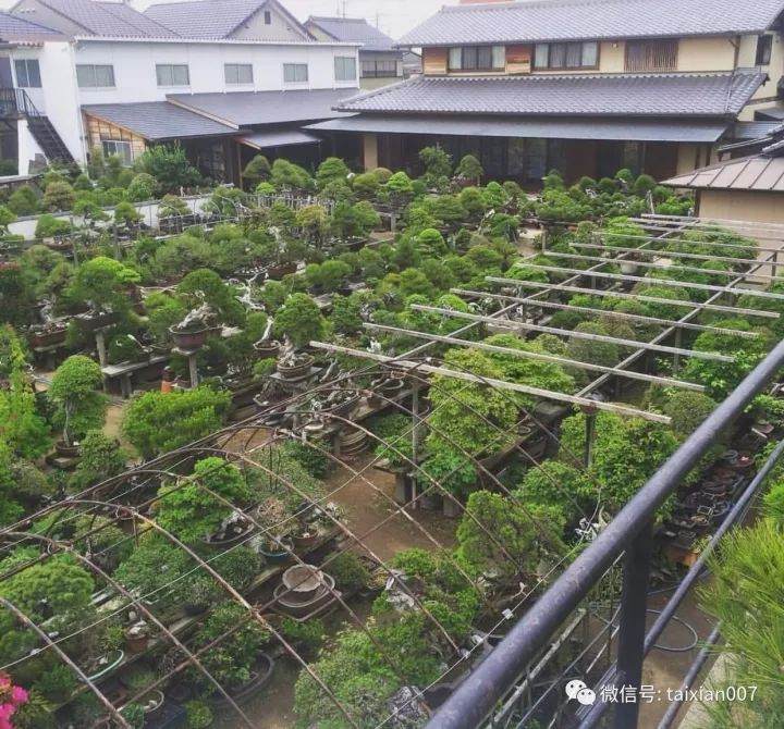 香港盆友谈盆景的培植法