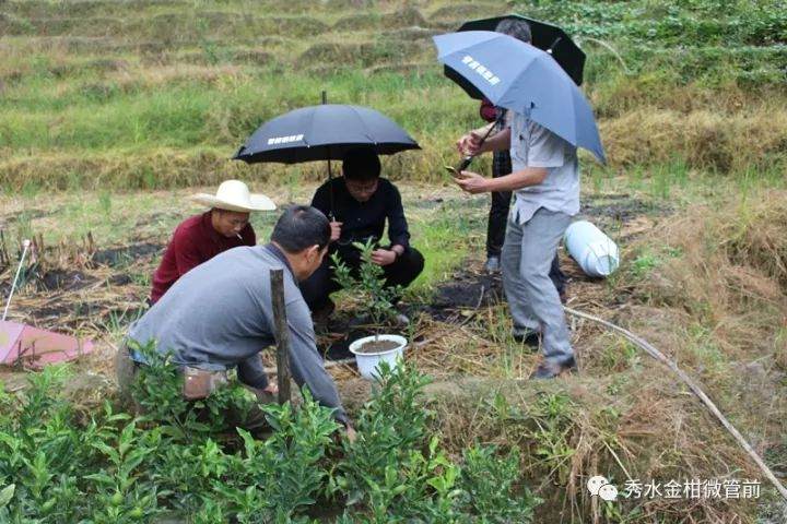 镇长杨渭调研金柑盆景生产工作