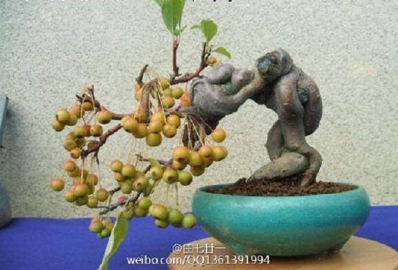 济南：水果盆景冬日热销