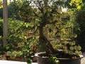 金秋果树盆景展 在安阳市三角湖公园启幕