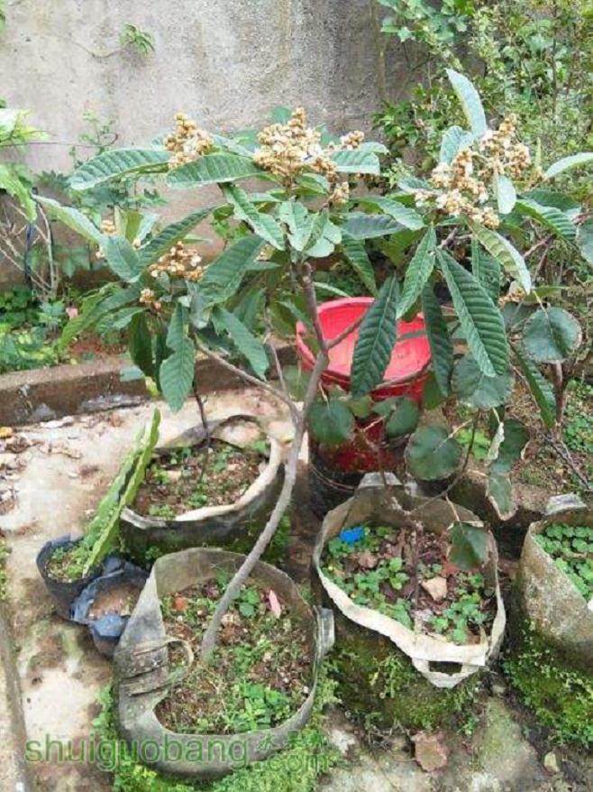 已经成功培育出了可以家里盆栽养育的果树