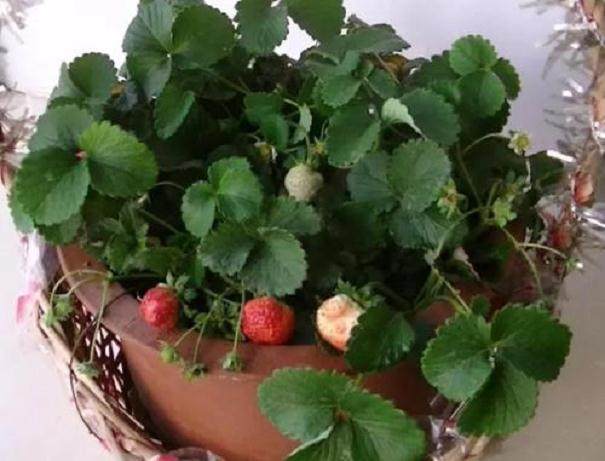 优质草莓盆景已送达上海世博会
