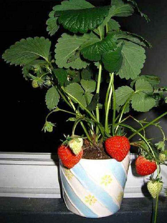 盆景草莓“好吃又好看”卖的快