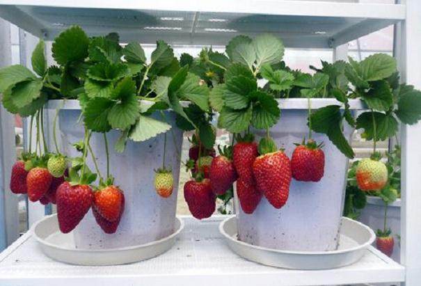 盆景草莓被商家摆在显眼位置 每盆3元至5元