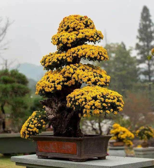 菊花斗艳莲湖 盆景静待知音