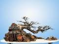 《澄江三山落天外》是根据此诗意创作的水石盆景
