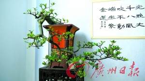 广州盆景协会等主办的2011年盆景赏石精品展