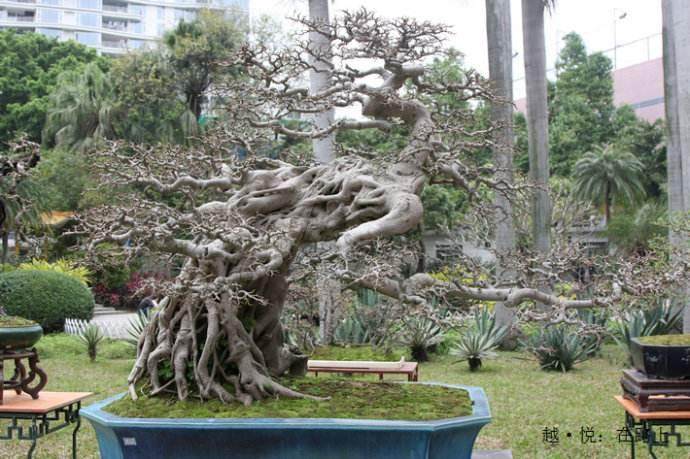 青浦区朱家角镇举办“花香朱家角”金秋盆景