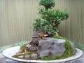 炎炎夏日 我们应该如何养好盆景？