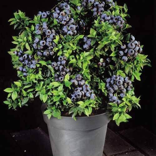 蓝莓盆景的价值可以达到800到1000元