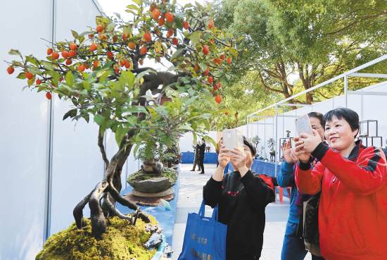 2017年绍兴市盆景文化艺术展在上虞区文化广场举行