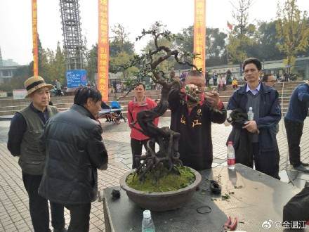 温江第四届盆景节在光华公园举行