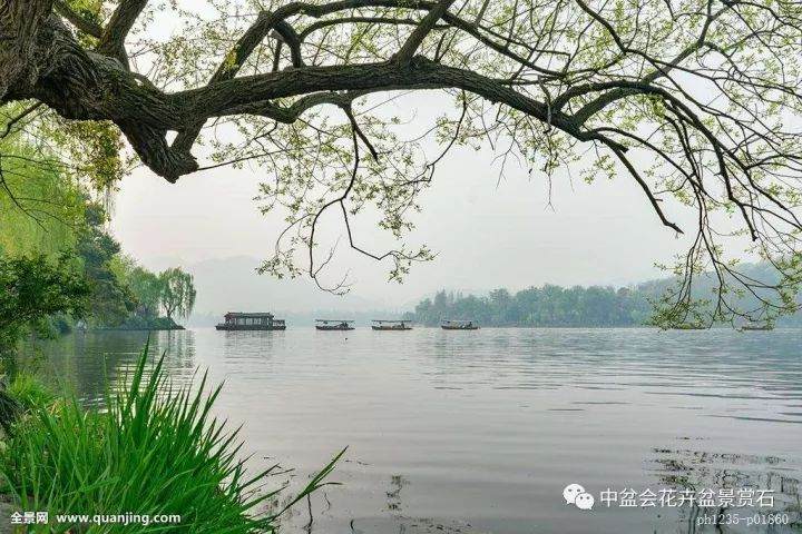 潘仲连盆景艺术研讨会在杭州举行