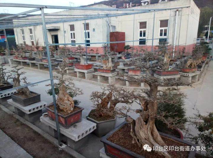 李荣深入招商引资项目点盆景园视察文化产业项目建设工作