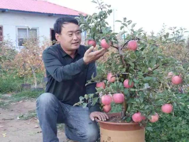 李小刚：让盆景苹果走入人民大会堂的延安农民