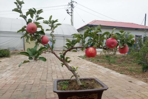洛川苹果新变化：大树变小树 小树成盆景