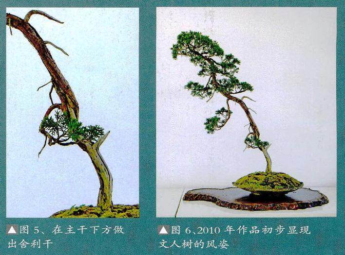 制作文人树盆景之前 一般先有一个初步的构思