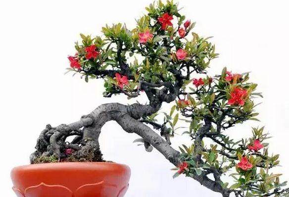 郑州举办海棠盆景插花展览