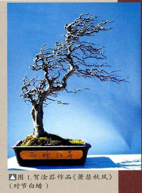刘传刚谈风动式树木盆景的造型技巧