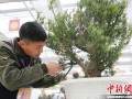 中国盆景作家国家大赛系列活动在江苏如皋国际园艺城拉开帷幕
